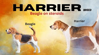 Beagle vs Harrier  Exploring the Differences and Similarities between Two Hound Breeds [upl. by Zelten]