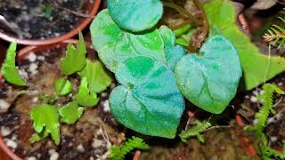 Begonia pavonina Drosera callistos and a rant [upl. by Atipul]