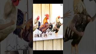 Chiken Team trending trendingshorts vairalshorts vairalvideo youtubeshorts [upl. by Stila]