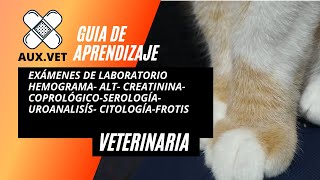 EXÁMENES DE LABORATORIO VETERINARIA [upl. by Joice661]