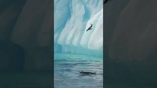 Penguin Dive  Antarctica  Lindblad Expeditions [upl. by Acissehc]