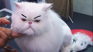 Funny Grumpy Cats Video Compilation [upl. by Caldera]