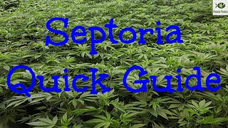 Quick Guide to Septoria [upl. by Tongue]