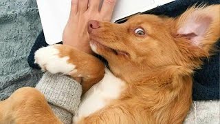 When your dog has had enough 😂 Funniest Dog Video 2024 [upl. by Keriann692]