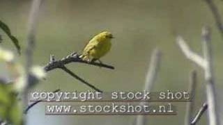 Yellow Warbler dendroica petechia [upl. by Horgan792]