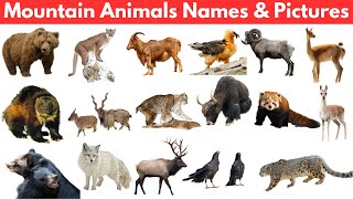 60 Pictures and Names of Mountain Animals [upl. by Larimor]