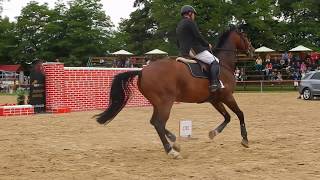 Horses  Extreme ShowJumping  200 cm [upl. by Ettennahs]