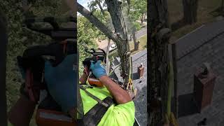 maple limb treework gopro treeremoval protos arborist [upl. by Haseena]