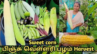 பிஞ்சு வெள்ளரி பழம் Sweet Corn அறுவடைக்கு வந்துவிட்டதுTerrace Garden HarvestMaadithottamSachu [upl. by Odrahcir]