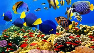 4K The most beautiful coral reefs and undersea creature on earth [upl. by Schilit]