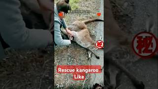 Rescue kangaroo babyshorts youtubeshorts kangaroo [upl. by Natek644]