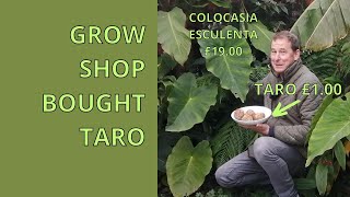 How to Grow Colocasia Esculenta from Taro Bulbs  UK Exotic Tropical Garden Plants [upl. by Arebma]