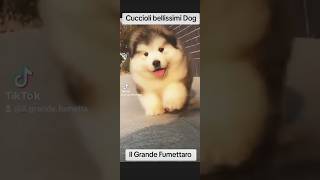 Bellissimi cuccioli Dog  ATP music Song film gratis completo italiano Funny Moment Big Epic Moment [upl. by Alben]