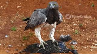 Martial Eagle Killing a Guinea Fowl [upl. by Alvira621]