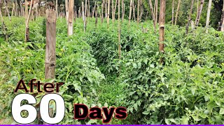 60 days Jk Th 882 Hybrid Tomato Verity  Tomato Update  PraveenThakur [upl. by Niki561]