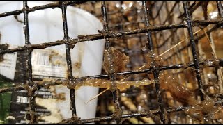 Runoff Stops Yellow Perch Spawn in the Magothy River [upl. by Etnoek]