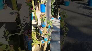 water bottle flower pot Shortvideo please subscribe [upl. by Aven758]