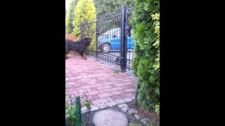 Tibetan Mastiff barking [upl. by Jenifer431]