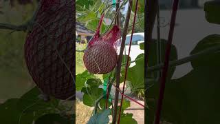 Little garden helpers Honey bees home garden bees cantaloupe [upl. by Slinkman]