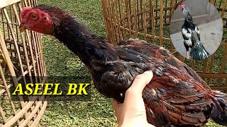 Ayam Aseel BK  Anakan Aseel X BK Umur 3 Bln [upl. by Einaoj]