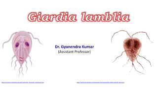 Giardia lamblia [upl. by Ainex]