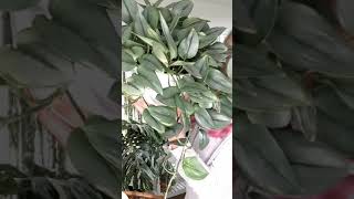 scindapsus treubii moonlight vs dark formeternal struggle houseplants scindapsus [upl. by Enenaj]