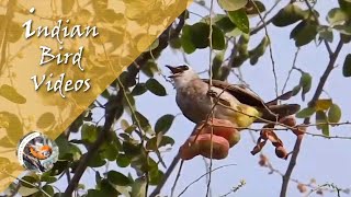 The Yellowvented Bulbul Pycnonotus goiavier  Indian Bird Videos [upl. by Sheaff736]