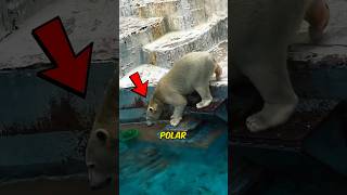 Polar Bear Diving Into The Water shortsvideo [upl. by Isbel]