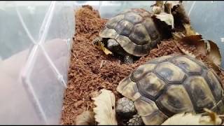 Griechische Landschildkröten aus der Winterstarre wecken [upl. by Aylmer]