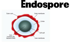 Endospore formation in bacteria animation [upl. by Einatsed]