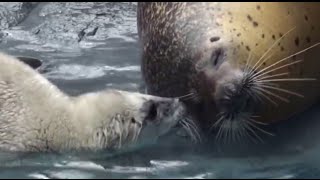 Cute Baby Seal Swimming With Mom [upl. by Misak521]