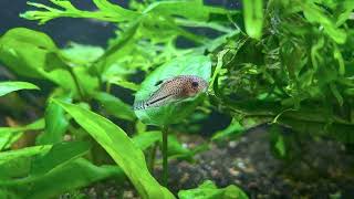 Bandit amp Julii Corydoras [upl. by Droffats]