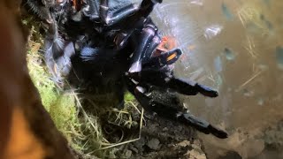 She Is Looking So Pretty  Psalmopoeus Irminia Tarantula Is Now An Adult [upl. by Iroc]