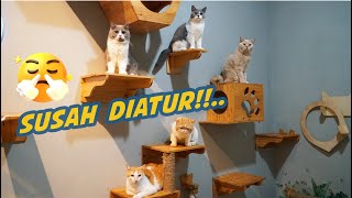 BERSIH BERSIH 15 KUCING DISINI [upl. by Nhor]