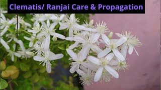 Clematis Ranjai Cutting Propagation amp Care Best Fragrant flower plant [upl. by Dagall]