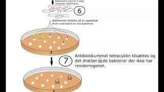 Gensplejsning af en bakterie [upl. by Ruamaj]