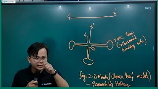 tRNA Structure Molecular Basis of Inheritance Chapter [upl. by Hsirrehc68]