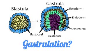 What is Gastrulation II How gastrulation occurs in Amphibians Mammals Birds Reptiles [upl. by Merci579]