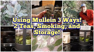 3 Ways to Use Mullein  Fresh Leaf Tea Dry Leaf Tea and Smoking and Harvesting Drying and Storage [upl. by Colligan]