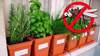 7 Plants That Repel Mosquitoes and Other Insects [upl. by Portuna]