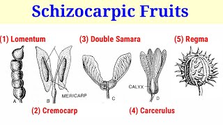 Schizocarpic Fruit And Its Types Lecture 17 In HindiUrdu [upl. by Acinnor]