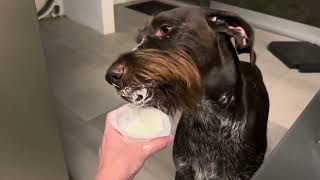 Simple dog Wirehaired pointer Drahthaar is eating the yougurt [upl. by Ettesil268]