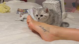 So cute Kitten Hides Behind Mommys Feet from Giant Dog [upl. by Nemaj520]