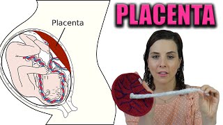 PLACENTA  todo lo que tienes que saber Anatomía y funciones de la placenta [upl. by Amathiste]