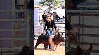 The moment amp the picture Karis showing at The Final Drive livestock show livestockshow showpigs [upl. by Cherie]