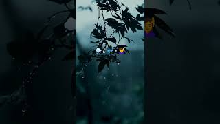 🌧️Rainmusic🎶is a different vibe❤rainrelaxingnaturemusiceditloveshortsfanaamovieமழைநீர் [upl. by Atalie286]