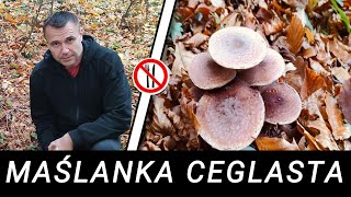 Maślanka ceglasta  bezwartościowa a może jednak nie [upl. by Chema]