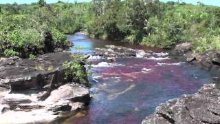 Caño Cristales ⎯ El río de los cinco colores [upl. by Arras594]