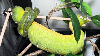 Northern Emerald Tree Boa Ovulation  Corallus caninus [upl. by Ahsieken]