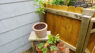 Potting Up Arbor Day Tree Seedlings and Planting The LAST of the DAHLIAS 😊🌺🌸🌼 [upl. by Kattie]